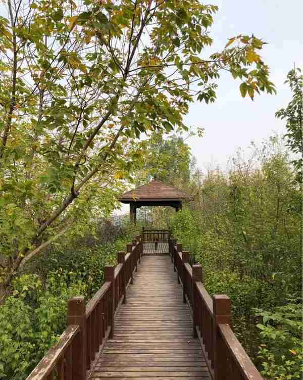 郑州树木园，面积大空气好，人少幽静，跑步散步都舒服，还免费