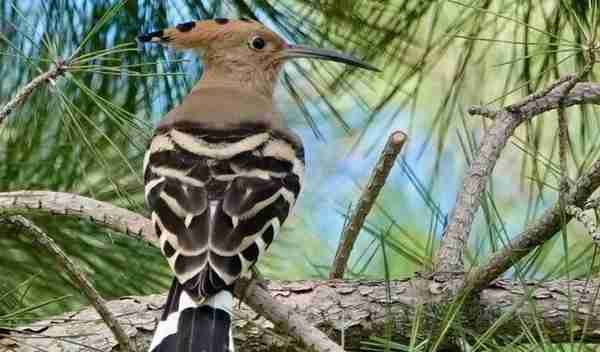 【FENG说】创森动态 | 世界花卉大观园41种常见鸟类图鉴
