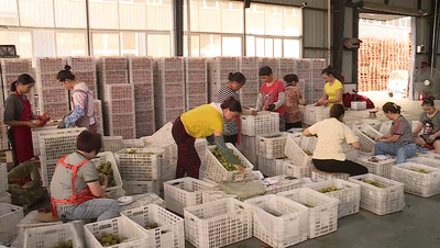 【央视关注】蒲江：小果实大产业 打造猕猴桃生鲜产业链
