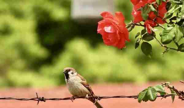 【FENG说】创森动态 | 世界花卉大观园41种常见鸟类图鉴