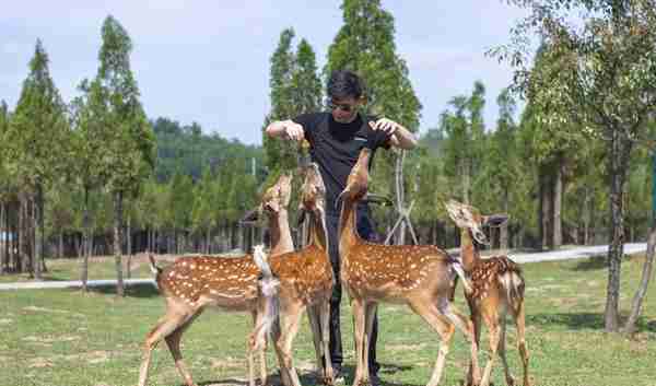 藏在郑州的避暑胜地，暑假带孩子来这里喂小鹿，花费不多性价比高