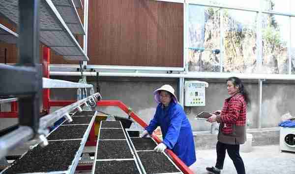 机器育秧面积超7.5万亩 四川省大竹县加快推进水稻生产现代化