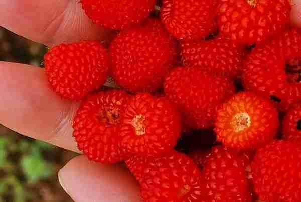 野地里摘点小红莓，酸甜又清爽，去晚可就一个不剩了！
