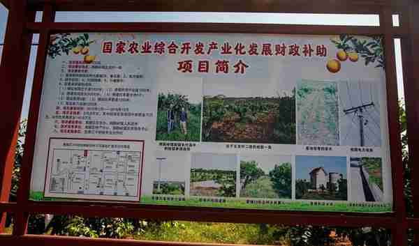 宜昌鸦鹊岭镇7202亩精品桔园实施滴管灌溉系统无大旱