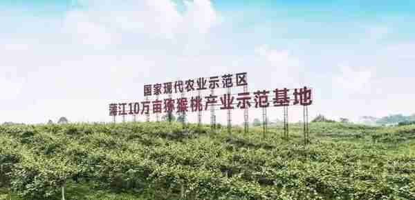 【央视关注】蒲江：小果实大产业 打造猕猴桃生鲜产业链