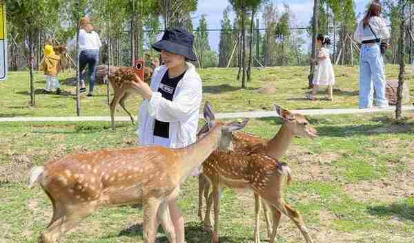 藏在郑州的避暑胜地，暑假带孩子来这里喂小鹿，花费不多性价比高
