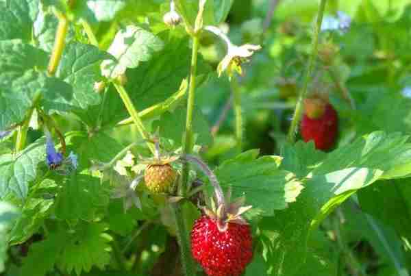 野地里摘点小红莓，酸甜又清爽，去晚可就一个不剩了！